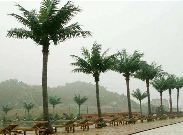 Wholesale high quanlity  artificial fake coconut tree for decoration outdoor 2