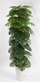 Artificial potted plants taro root plant,artificial scindapsus bonsai 