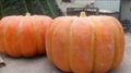 Artificial big Pumpkin for Decoration