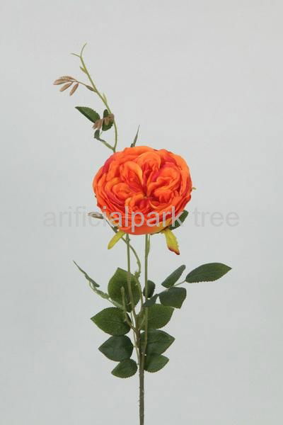 single rose  2