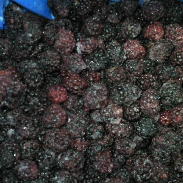 	price for frozen blackberry fruit