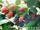 Mulberry Fruit Extract-Anthocyanidin