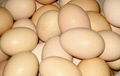 Fresh chicken eggs 1