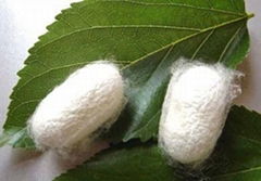 Silkworm Chrysalis Amino Acids