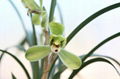 cymbidium georingii plant C11