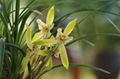 cymbidium georingii plant C10