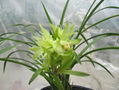 cymbidium georingii plant C9 1