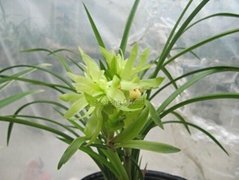 cymbidium georingii plant C9