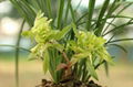 cymbidium georingii plant C9 2