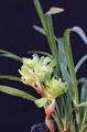 cymbidium georingii plant C9 3