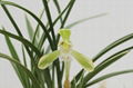 cymbidium georingii plant C8 3