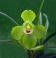 cymbidium georingii plant C6 1