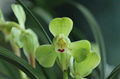 cymbidium georingii plant C6 2