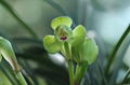 cymbidium georingii plant C6 3