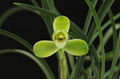 cymbidium georingii plant C5 1