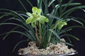 cymbidium georingii plant C5 2