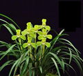 cymbidium georingii plant C5 3