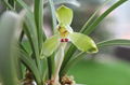 cymbidium georingii plant C4 1