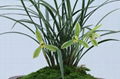 cymbidium georingii plant C3 1