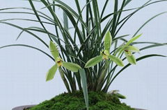 cymbidium georingii plant C3