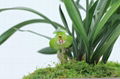 cymbidium georingii plant C2 1