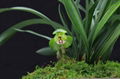 cymbidium georingii plant C2 3