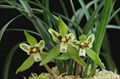 cymbidium georingii plant C1