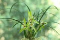 cymbidium georingii plant C1 3