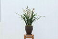 cymbidium georingii plant M9 1