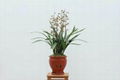 cymbidium georingii plant M9 2