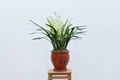 cymbidium sinense plant M8 1