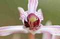 cymbidium sinense plant M7