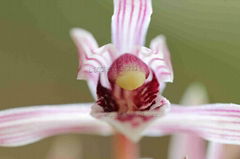 cymbidium sinense plant M7