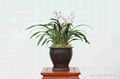 cymbidium sinense plant M7 3