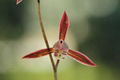 cymbidium sinense plant M6