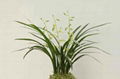 cymbidium sinense plant M5 1