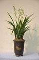 cymbidium sinense plant M5 2