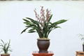 cymbidium sinense plant M4 1