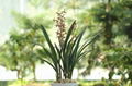 cymbidium sinense plant M3 1