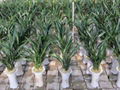 cymbidium sinense plant M3 2