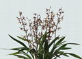 cymbidium sinense plant M2 1