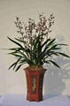 cymbidium sinense plant M2 2