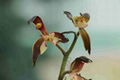 cymbidium sinense plant M1