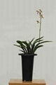 cymbidium sinense plant M1 3