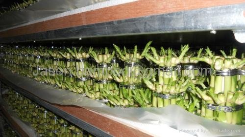 Wholesale lucky bamboo--Tower bamboo 5