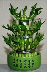 Wholesale lucky bamboo--Tower bamboo