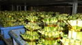 Wholesale lucky bamboo--Tower bamboo 3