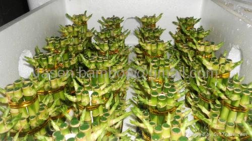 Wholesale lucky bamboo--Tower bamboo 4