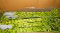 Wholesale lucky bamboo--Spiral bamboo 5