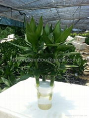 Wholesale Lucky Bamboo -- Lotus Bamboo